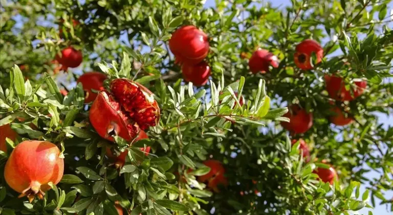 ALİAĞA'DA 180 YILLIK NAR GELENEĞİ
