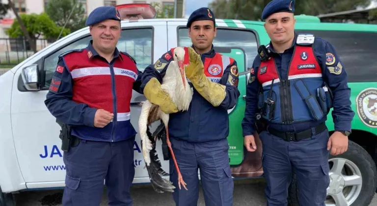ÇİNE'DE YARALI LEYLEĞE JANDARMA YARDIMI