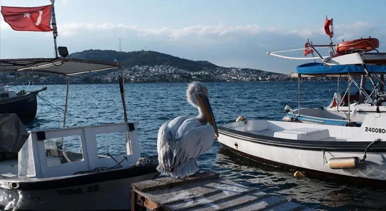 PELİKAN "TOSUN" FOÇA'NIN MASKOTU OLDU