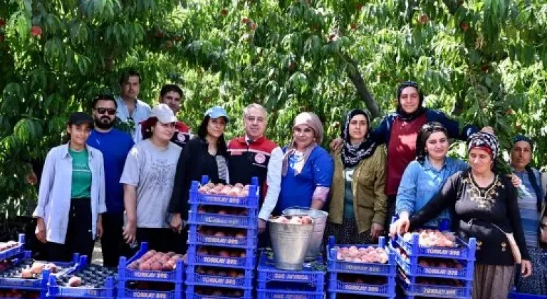 SELÇUK'TA ŞEFTALİ HASADI