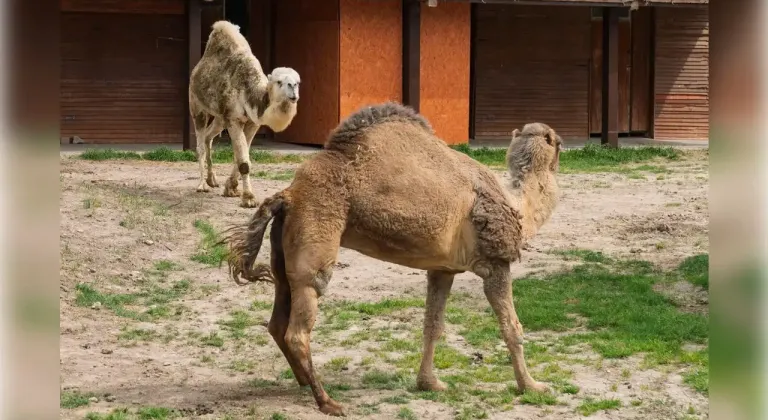 YAĞMUR İSİMLİ DEVEYE YENİ ARKADAŞ GELDİ